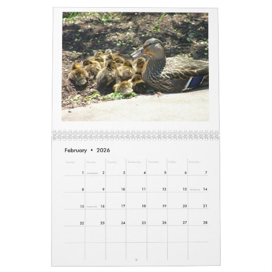 マガモDuckings カレンダー (2月 2026)