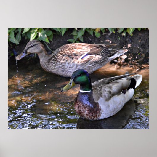 マガードのペア ポスター (正面)