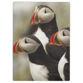 マキャスシール島の大西洋のパフィン クリップボード (裏面)