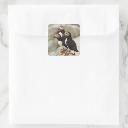 マキャスシール島の大西洋のパフィン スクエアシール (バッグ)