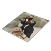 マキャスシール島の大西洋のパフィン タイル (側面)