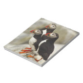 マキャスシール島の大西洋のパフィン ノートパッド (回転)