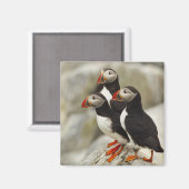 マキャスシール島の大西洋のパフィン マグネット (正面/裏面)