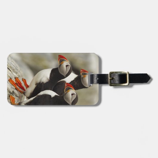 マキャスシール島の大西洋のパフィン ラゲッジタグ (正面横)