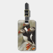 マキャスシール島の大西洋のパフィン ラゲッジタグ (正面縦)