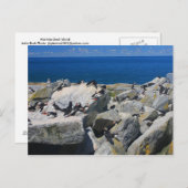 マキャスシール島大西洋パフィンラゾビルズ ポストカード (正面/裏面)