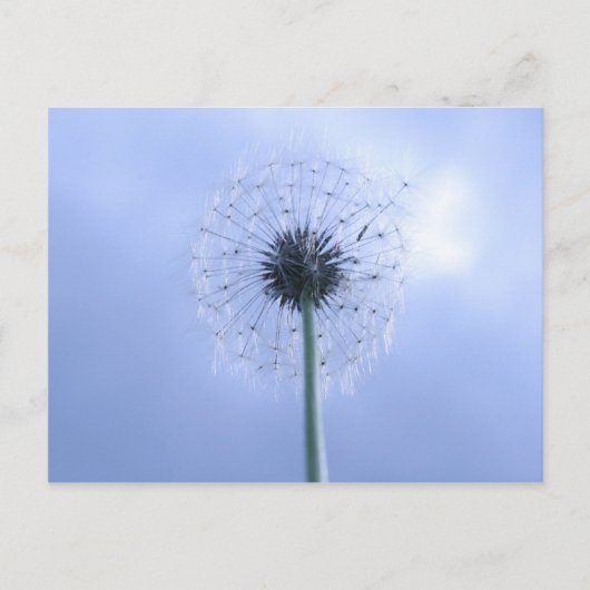 マキン・ウィッシュ ポストカード (正面)