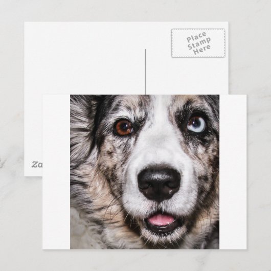 マギー ポストカード (正面/裏面)