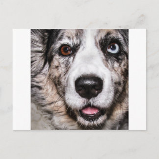 マギー ポストカード