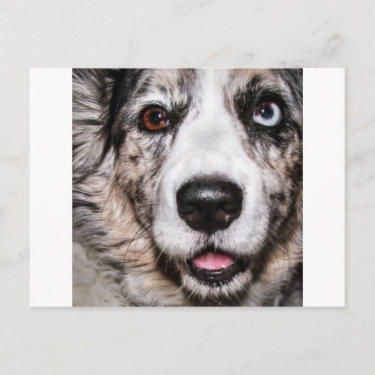 マギー ポストカード (正面)