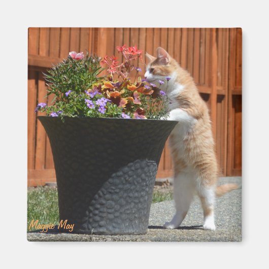 マギー・メイ&フラワーズ マグネット (正面)