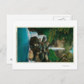 マクコードクレード滝オンコロンビアリバー ポストカード (正面/裏面)