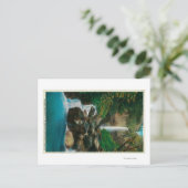 マクコードクレード滝オンコロンビアリバー ポストカード (スタンド正面)