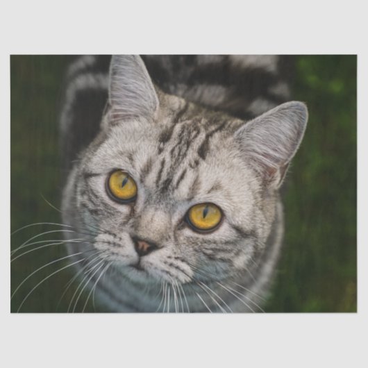 マクゴナガルティッシュペーパー 薄葉紙 (正面)