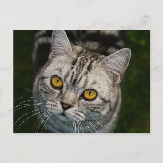 マクゴナガル猫はがき ポストカード (正面)