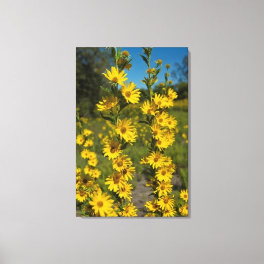 マクシミリアンひまわり (Helianthus Maximiliani) キャンバスプリント (正面)