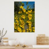 マクシミリアンひまわり (Helianthus Maximiliani) ポスター (キッチン)