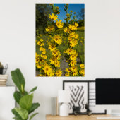 マクシミリアンひまわり (Helianthus Maximiliani) ポスター (ホームオフィス)