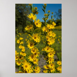 マクシミリアンひまわり (Helianthus Maximiliani) ポスター
