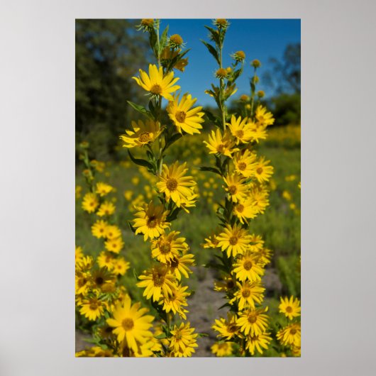 マクシミリアンひまわり (Helianthus Maximiliani) ポスター (正面)