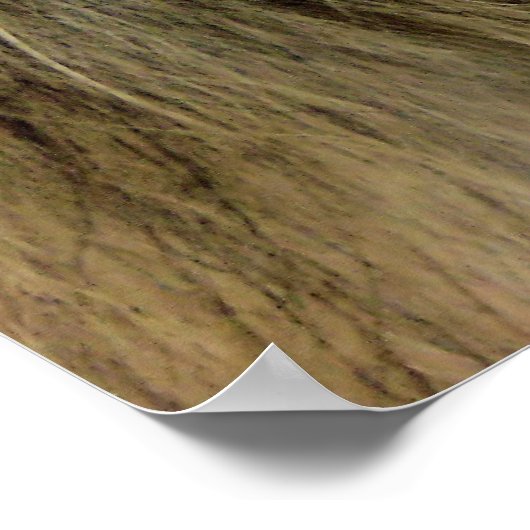 マクシムス ポスター (角)