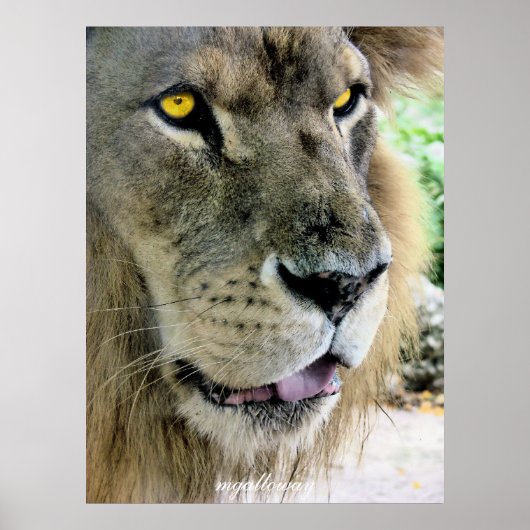 マクシムス ポスター (正面)