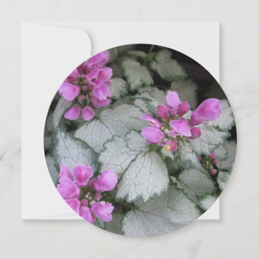 マクラタムラミウム 招待状 (正面)