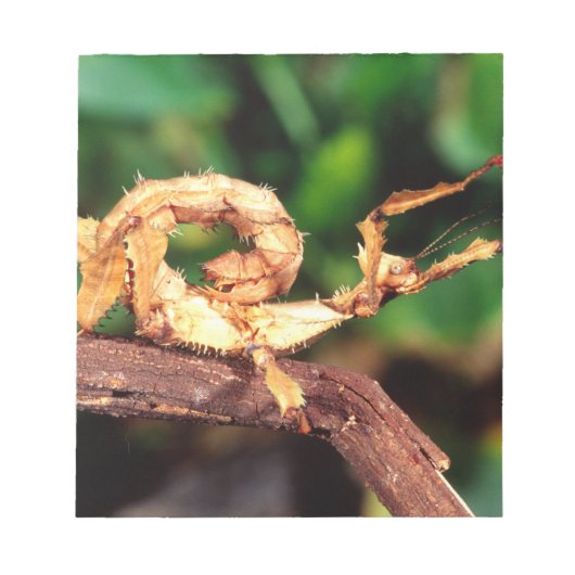 マクレーの妖精（スピニー・スティック・昆虫） ノートパッド (正面)