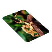 マクレーの妖精（スピニー・スティック・昆虫） マグネット (右側)