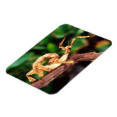 マクレーの妖精（スピニー・スティック・昆虫） マグネット (左側)