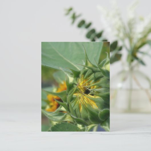 マクロひまわり覚醒自然 ポストカード (スタンド正面)