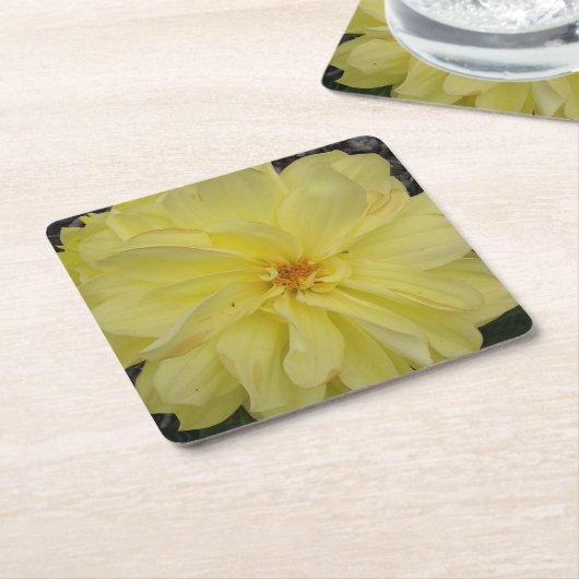マクロイエローダリア花 スクエアペーパーコースター (アングル)
