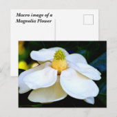マクロイメージマグノリア花 ポストカード (正面/裏面)