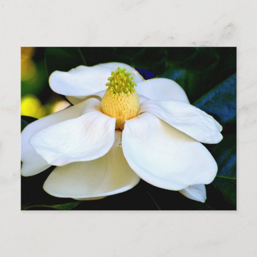 マクロイメージマグノリア花 ポストカード (正面)