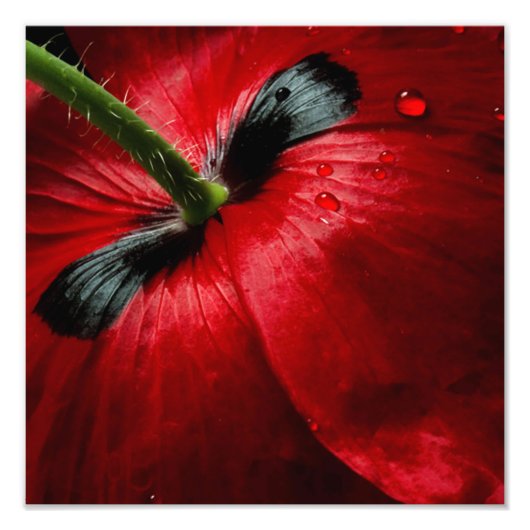 マクロクローズアップ撮影バラ フォトプリント            (正面)