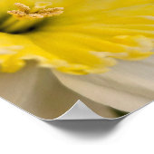 マクロクローズアップ黄色い水仙の花の写真 ポスター (角)
