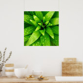 マクログリーン ポスター (キッチン)