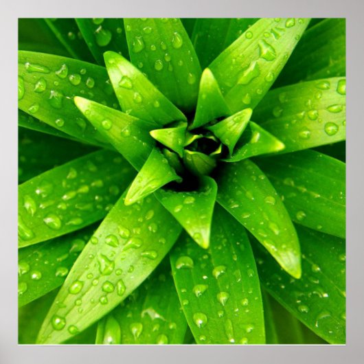 マクログリーン ポスター (正面)