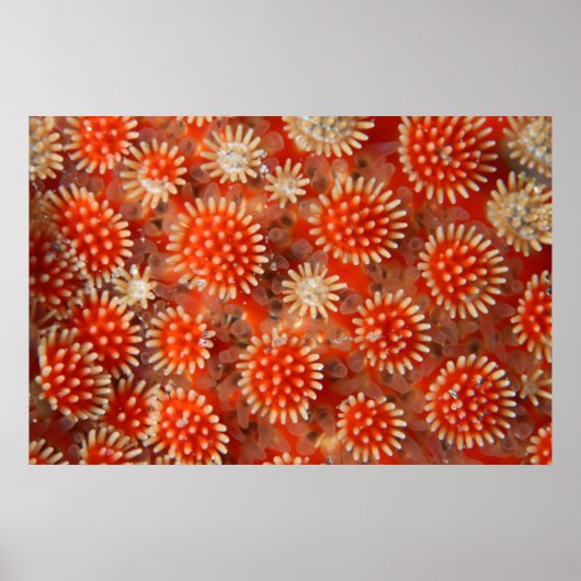 マクロシースター ポスター (正面)