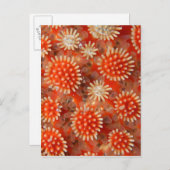 マクロシースター ポストカード (正面/裏面)