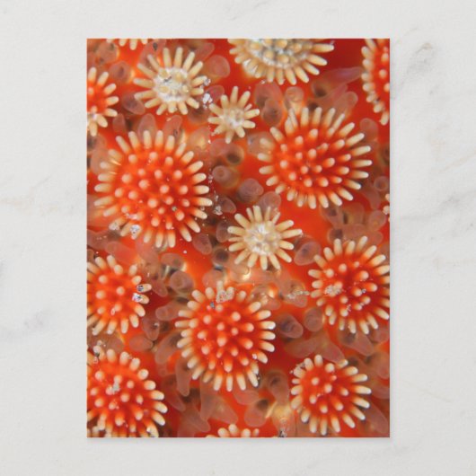 マクロシースター ポストカード (正面)