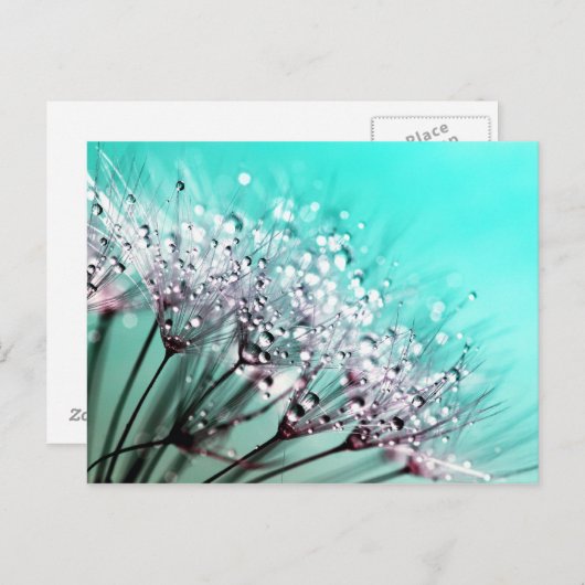 マクロタンポポ種子の水滴写真 ポストカード (正面/裏面)