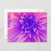 マクロピンクの花 ポストカード (正面/裏面)