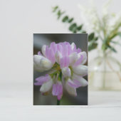 マクロピンクワイルドフラワーフローラ ポストカード (スタンド正面)