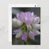 マクロピンクワイルドフラワーフローラ ポストカード (正面/裏面)