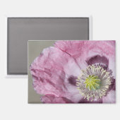 マクロフォトパープルの情熱の花 –  マグネット (正面/裏面)