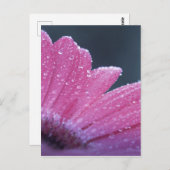 マクロフォトフラワー ポストカード (正面/裏面)