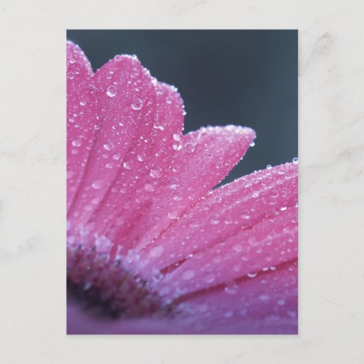 マクロフォトフラワー ポストカード (正面)