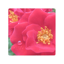 マクロフォト、ホットピンクバラ-