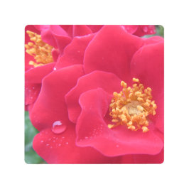 マクロフォト、ホットピンクバラ- メタルプリント